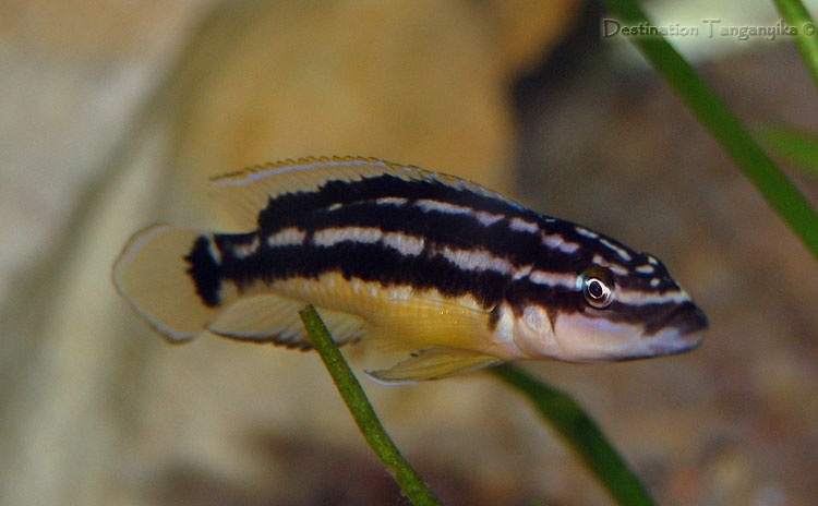 Julidochromis sp. 'ornatus kapampa' Nkorosha